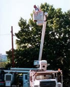 Tree Management